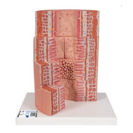 MODELO MICRO ANATOMÍA DEL SISTEMA DIGESTIVO K23
