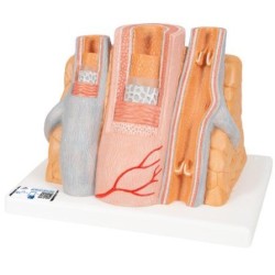 MODELO MICRO ANATOMÍA DE VENAS Y ARTERIAS G42