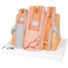 MODELO MICRO ANATOMÍA DE VENAS Y ARTERIAS G42