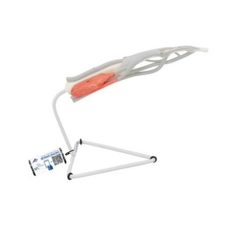 MODELO ESTRUCTURA INTERNA DE UN DEDO M19