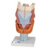 MODELO DE LARINGE (2X) 7 PARTES  G21