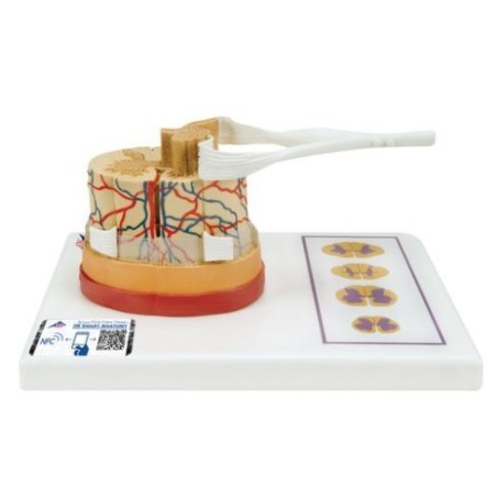 MODELO DE MÉDULA ESPINAL DE LUJO C41