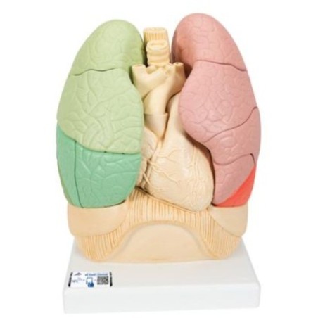 MODELO DE SEGMENOS BRONQUIALES G70