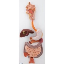 MODELO DE SISTEMA DIGESTIVO (3 PARTES) K21