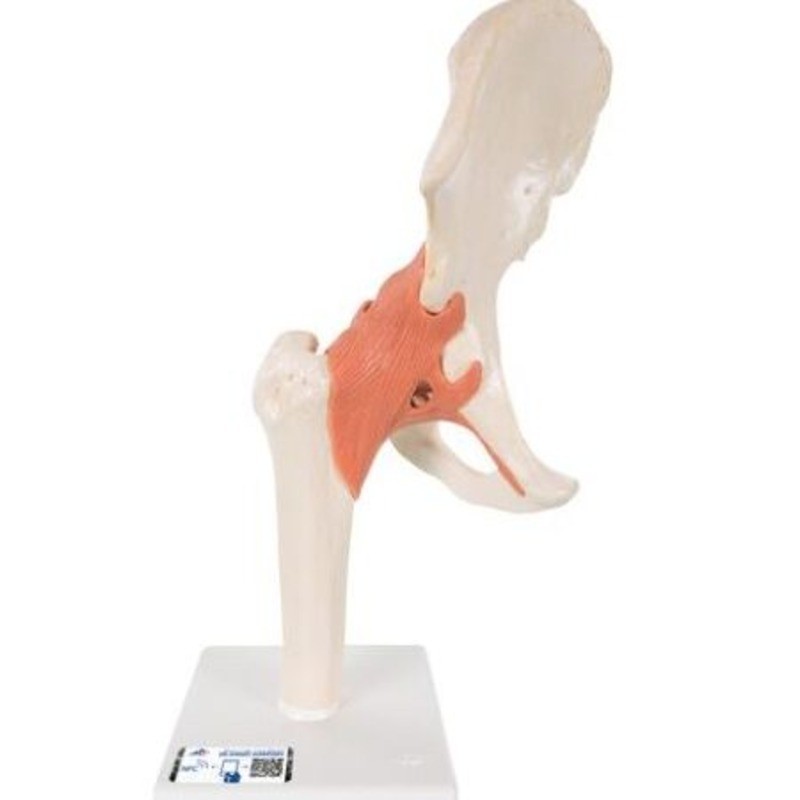 MODELO FUNCIONAL INTERACTIVO DE LA ARTICULACIÓN DE LA CADERA A81/1