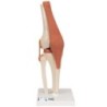 MODELO FUNCIONAL INTERACTIVO DE LA ARTICULACIÓN DE LA RODILLA A82