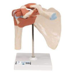 MODELO FUNCIONAL INTERACTIVO DE LA ARTICULACIÓN DEL HOMBRO A80/1