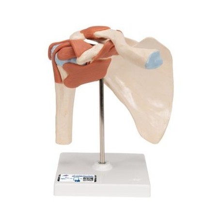 MODELO FUNCIONAL INTERACTIVO DE LA ARTICULACIÓN DEL HOMBRO A80/1