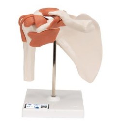 MODELO FUNCIONAL INTERACTIVO DE LA ARTICULACIÓN DEL HOMBRO A80