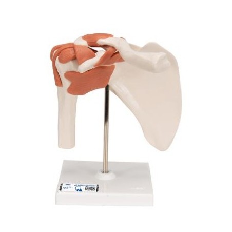 MODELO FUNCIONAL INTERACTIVO DE LA ARTICULACIÓN DEL HOMBRO A80