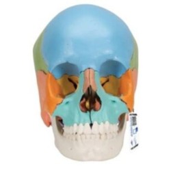 MODELO INTERACTIVO DE CRÁNEO, TAMAÑO NATURAL COLOREADO A291