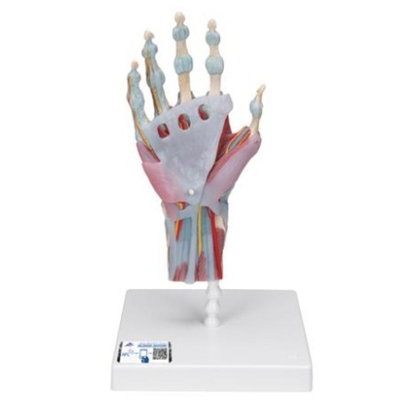 MODELO INTERACTIVO DE ESQUELETO DE LA MANO CON LIGAMENTOS Y MÚSCULOS M33/1