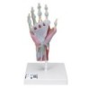 MODELO INTERACTIVO DE ESQUELETO DE LA MANO CON LIGAMENTOS Y MÚSCULOS M33/1