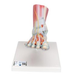 MODELO INTERACTIVO DE PIE Y PARTE INFERIOR DE LA PIERNA MUSCULO Y LIGAMIENTO M34/1