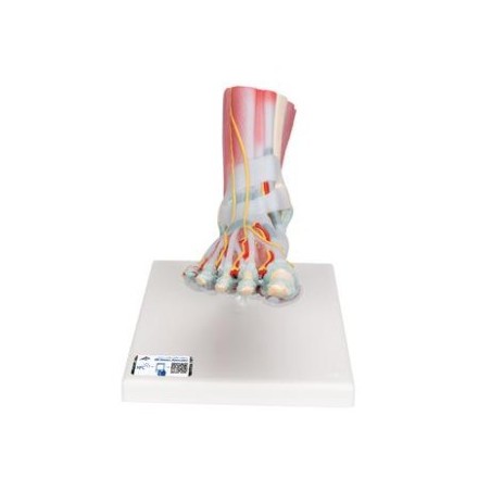MODELO INTERACTIVO DE PIE Y PARTE INFERIOR DE LA PIERNA MUSCULO Y LIGAMIENTO M34/1