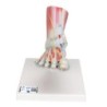MODELO INTERACTIVO DE PIE Y PARTE INFERIOR DE LA PIERNA MUSCULO Y LIGAMIENTO M34/1