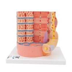 MODELO INTERACTIVO DE FIBRA MUSCULAR ESQUELÉTICA CON UNA PLACA MOTORATERMINAL B60