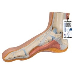 MODELO INTERACTIVO DE PIE NORMAL M30