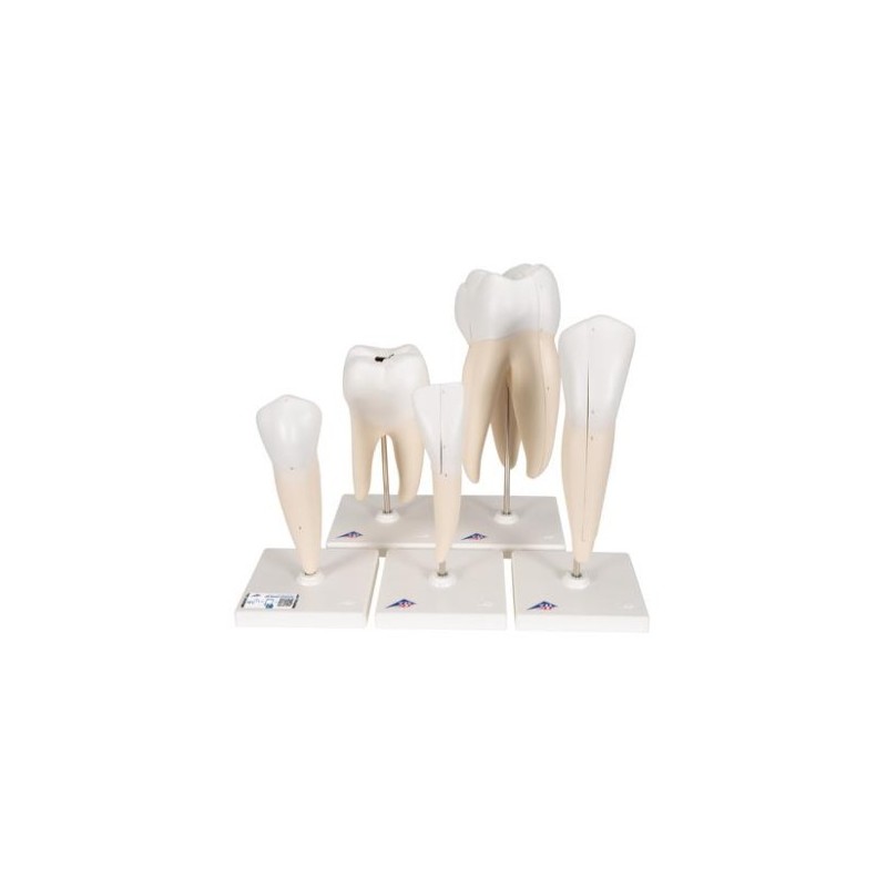 MODELO INTERACTIVO DE SERIE DE 5 MODELOS DENTALES D10
