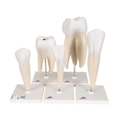 MODELO INTERACTIVO DE SERIE DE 5 MODELOS DENTALES D10