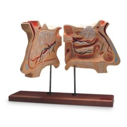 MODELO NARIZ Y ÓRGANO OLFATIVO 4 VECES TAMAÑO NORMAL E20