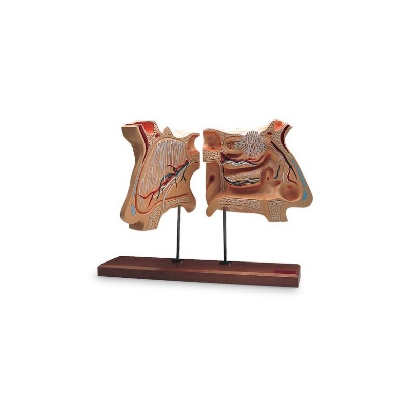 MODELO NARIZ Y ÓRGANO OLFATIVO 4 VECES TAMAÑO NORMAL E20