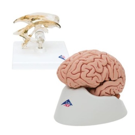 MODELO NÚCLEOS BASALES Y CAPSULA INTERNA NÚCLES BASALES Y VENTRÍCULOS   W42506