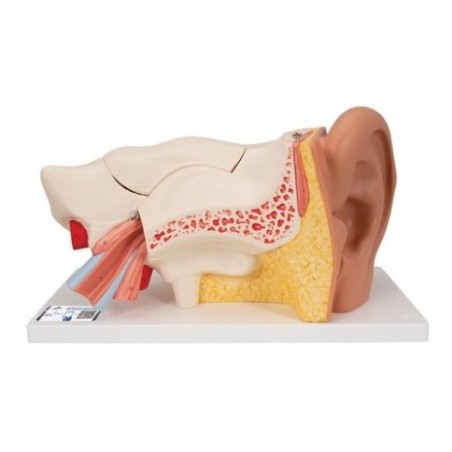 MODELO OÍDO (3X SU TAMAÑO) E11