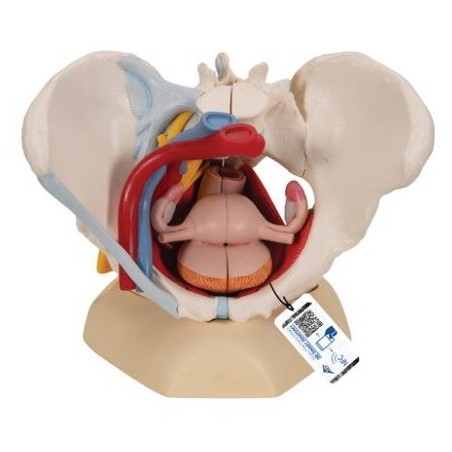 MODELO ÓRGANOS SEXUALES FEMENINOS INTERNOS H20/4