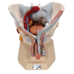 MODELO PERINÉ MASCULINO H21/3