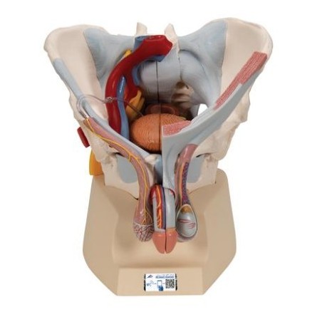 MODELO PERINÉ MASCULINO H21/3