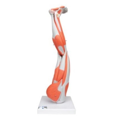 MODELO PIERNA MUSCULAR DE 13 PARTES M20