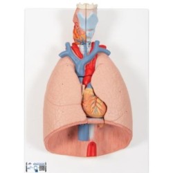 MODELO PULMÓN DERECHO E IZQUIERDO (DIVISIBLE EN LOBULOS Y SEGMENTOS) G15