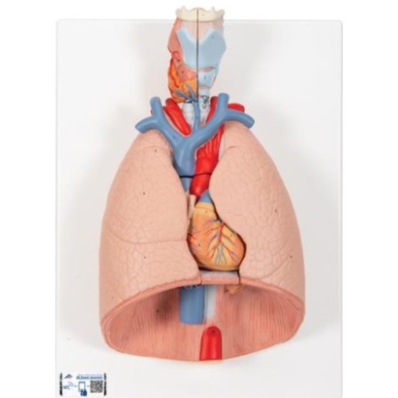 MODELO PULMÓN DERECHO E IZQUIERDO (DIVISIBLE EN LOBULOS Y SEGMENTOS) G15