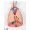 MODELO PULMÓN DERECHO E IZQUIERDO (DIVISIBLE EN LOBULOS Y SEGMENTOS) G15