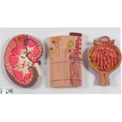 MODELO RIÑÓN SECCIONADO CON NEFRONAS Y CORPUSCULOS K11