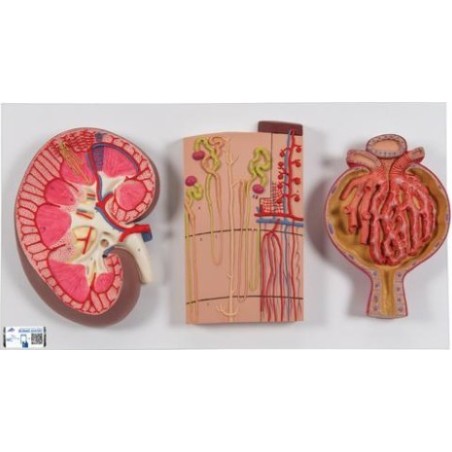 MODELO RIÑÓN SECCIONADO CON NEFRONAS Y CORPUSCULOS K11