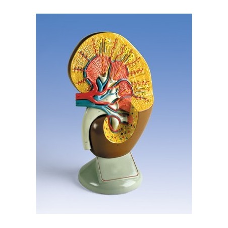 MODELO RIÑON Y VASOS (2X SU TAMAÑO) W42574