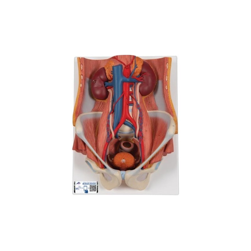 MODELO SISTEMA URINARIO 6 PARTES K32