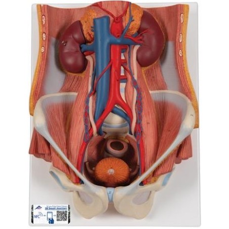 MODELO SISTEMA URINARIO 6 PARTES K32