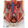 MODELO SISTEMA URINARIO 6 PARTES K32