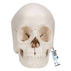 MODELO CRÁNEO DESMONTABLE - VERSIÓN ANATÓMICA, EN 22 PARTES