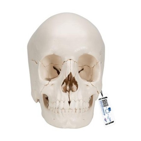 MODELO CRÁNEO DESMONTABLE - VERSIÓN ANATÓMICA, EN 22 PARTES