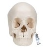 MODELO CRÁNEO DESMONTABLE - VERSIÓN ANATÓMICA, EN 22 PARTES