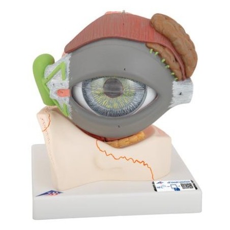 MODELO OJO, CON PÁRPADO Y SISTEMA LAGRIMAL, 5 VECES SU TAMAÑO NATURAL, 8 PIEZAS