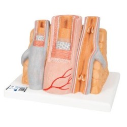 MODELO ARTERIA Y VENA MAGNIFICACIÓN DE 14 VECES