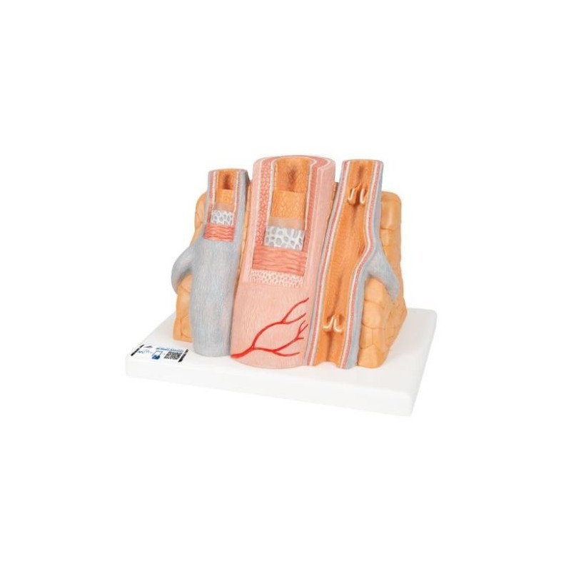 MODELO ARTERIA Y VENA MAGNIFICACIÓN DE 14 VECES