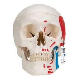 MODELO CRÁNEO CLASICO PINTADO 3 PARTES