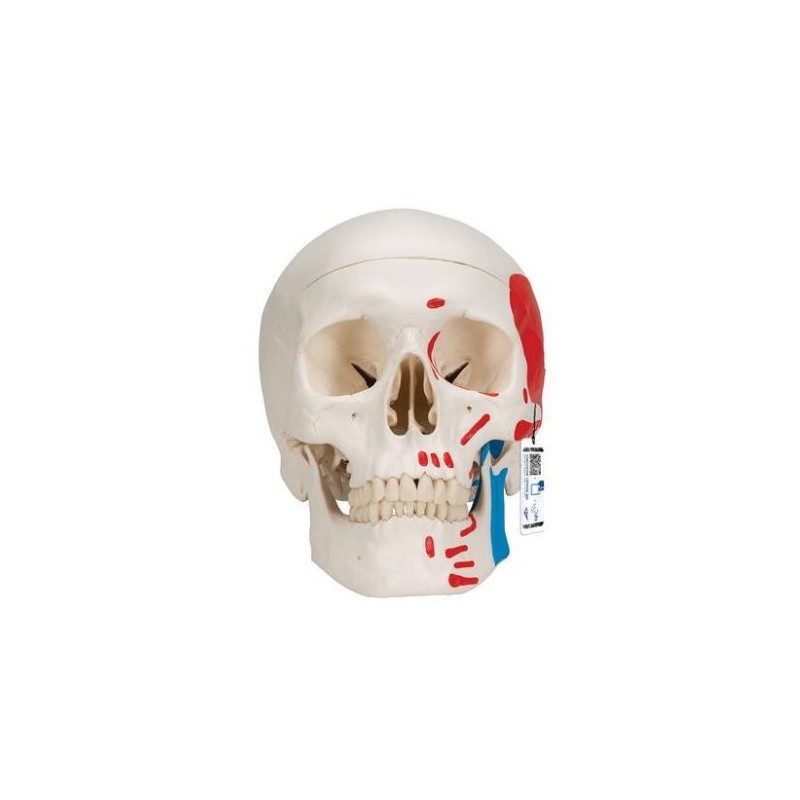 MODELO CRÁNEO CLASICO PINTADO 3 PARTES