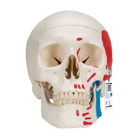 MODELO CRÁNEO CLASICO PINTADO 3 PARTES
